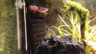 Cardinal tetra spawning [upl. by Ardried104]