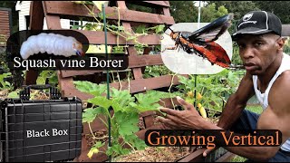 Squash Vine Borer Control  Growing Squash vertically gardening garden cc [upl. by Aranat]