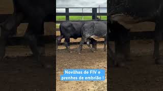 Novilhas 12 sangue de FIV  prenhes de embrião 37 9 9134 3818 [upl. by Sirdi]