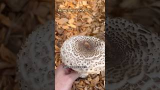 Brown Shaggy Parasol  Edibility Debated explore hiking mushroom room [upl. by Hake]