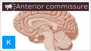 Anterior commissure  Anatomical Terms Pronunciation by Kenhub [upl. by Gradeigh]