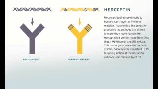 Herceptin  the first monoclonal treatment for cancer [upl. by Mala]