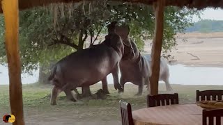 Angry Hippos Fight INSIDE PRIVATE CAMP [upl. by Lynden]