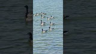 Brant in Brant Beach LBI lbi longbeachisland [upl. by Balliett]