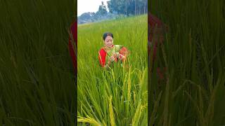 হেমন্তের সুন্দর সকাল shortsyoutube ধানক্ষেত paddy village morning [upl. by Latvina]