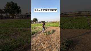 दुबई में एजेंट ने फसाया  dubailife dubaireels dubaivillege shorts [upl. by Lander]