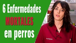 6 ENFERMEDADES MORTALES EN PERROS ¡CONOCE LOS SÍNTOMAS [upl. by Aramoj769]