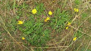 Rough Hawkbit  A visual splash of yellow in meadows and grasslands [upl. by Dnomsaj]