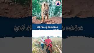 నా భర్త మీదకు వస్తావా పులితో పోరాడిన మహిళ Telugu Woman Fought With Tiger In Telangana Tiger [upl. by Ahsiek]