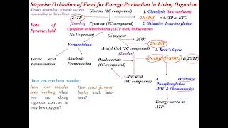 Oxidative decarboxylation and Krebs Cycle [upl. by Ailssa]