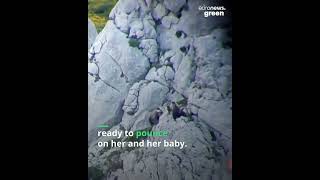 Tremendous footage showing a male bear attacking a female Both falling and tumbling down the cliffs [upl. by Elaen378]