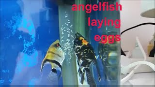 Angelfish breeding How to tell when angelfish will spawn Angelfish laying eggs angelfish tank [upl. by Kobe]