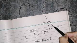 Excitation Of Rods guyton 51 part 4 Hyperpolarization of rods [upl. by Bannerman]