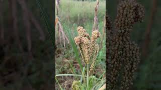 Eleusine coracanaFinger millet  Ragi [upl. by Maitilde589]