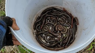 Giant Millipede Hunting  Explore Insects And Capture BUGS Around The Nature [upl. by Oiril]