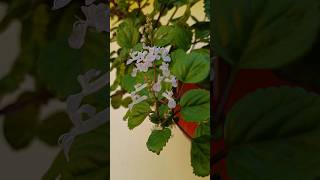 Swedish IvyPlectranthus verticillatus  Ornamental plants [upl. by Atinav]