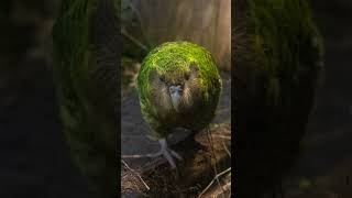 Kākāpō  Species Of The Week [upl. by Aerdnad]