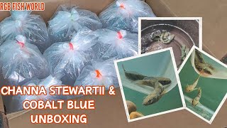 Channa stewartii amp cobalt blue unboxing [upl. by Buckels950]