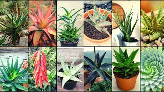 ALOE VERA VARIETIES  Plants Weekly [upl. by Narod]