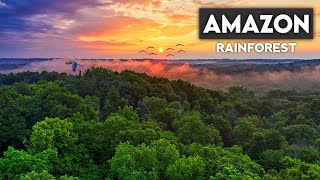 Unbelievable Facts About Amazon Rainforest  UrduHindi [upl. by Ycniuqed]