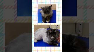 MITTO PERSIAN CAT FUR REMOVE PETSPA sivakasi pets persiancat virudhunagar petspa sivakasi cat [upl. by Athalie804]