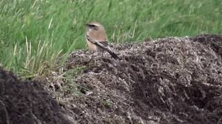 Vroege Vogels  Zeldzame woestijntapuit [upl. by Dillie]