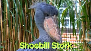 Shoebill Stork [upl. by Lesli502]