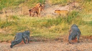 Impala Battles Leopard Crocodiles and Hyenas [upl. by Yrroc]