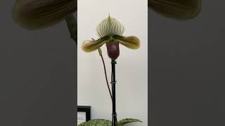 Paphiopedilum Memoria Peter Gorinsky HCCAOS [upl. by Pooh889]