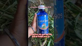 Lara 909 uses  Chlorpyriphos 50  Cypermethrin 5 EC shorts farming agriculture trending [upl. by Auhsej]