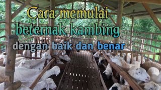 Cara tepat memulai bisnis penggemukan kambingdomba dengan baik dan benar [upl. by Iseabal]