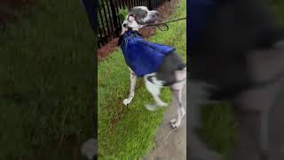 Neo rain dance greatdane neo dog [upl. by Tracy773]