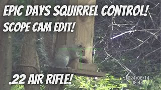 Grey Squirrel control scope cam edit Epic Mornings Squirrel control with Air Rifle [upl. by Cordova]