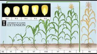 Corn Growth Process [upl. by Reyotal]