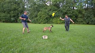 Belgický ovčák Malinois začátky obrany [upl. by Nylad]