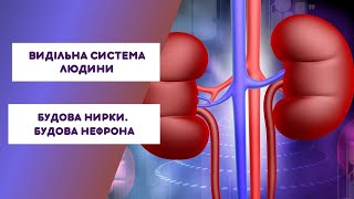 Видільна система людини Будова нирки Будова нефорна Анімація [upl. by Avelin]