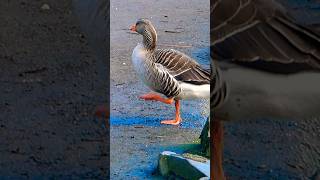 Greylag goose preening [upl. by Dent]