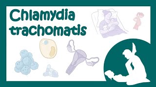 Chlamydia trachomatis хламидия хламидиоз  причины симптомы лечение микробиология лекция [upl. by Mhoj]