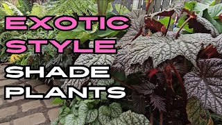 7 ExoticStyle Shade Loving Plants For Beginners [upl. by Clarine]