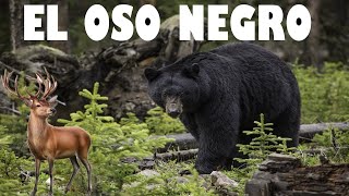 EL OSO NEGRO [upl. by Knut]