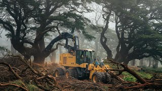 Extreme Dangerous Fastest Feller Buncher Tree Cutting Machine  Mega Timber Removal [upl. by Nozicka]