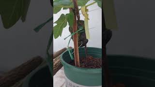 BFF Bass Favorite Fig • currently propagating fig tree F 1 • updated September 30 2024 [upl. by Lebasy]