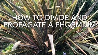 How To Divide And Propagate Phormium Dividing New Zealand Flax Plant Propagation [upl. by Griffie]