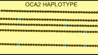 GENETICS OF HAIR SKIN IRIS COLOR HAPLOTYPE [upl. by Ybot783]