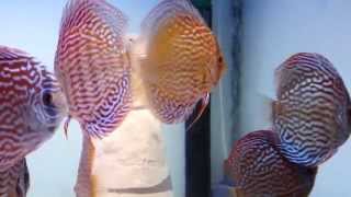 DISCUS PASSIEnl New PIWOWARSKI discus stock  arrivals  discus discusfish diskus [upl. by Tay833]