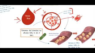 Inflammation Chemotaxis to Diapedesis [upl. by Ardnic]