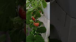 aeroponictower indoorplants hydroponictower strawberryplant strawberryfruit stowaberryplants [upl. by Azarcon768]