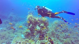 Red Sea Diving 2014 HD 1080p [upl. by Nosemaj]