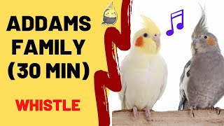 ADDAMS FAMILY WHISTLE 30 Min  Cockatiel Singing Training  Bird Whistling Practice [upl. by Etheline293]