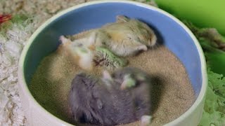 Cute Hamsters GO CRAZY in sand bath [upl. by Harte]